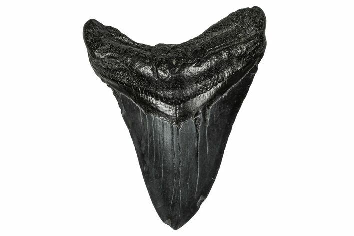 Fossil Megalodon Tooth - South Carolina #356851